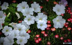 寄せ植えの花