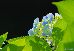 逆光の中の紫陽花