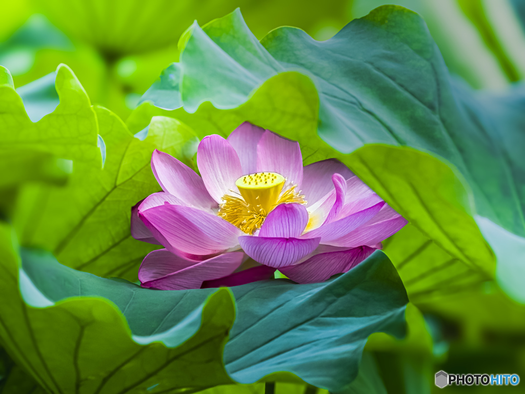 蓮の花