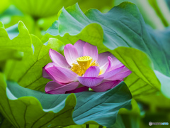 蓮の花