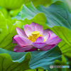 蓮の花