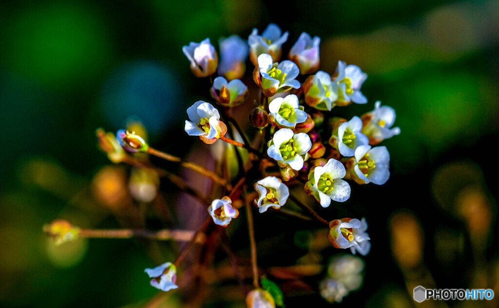 雑草の花
