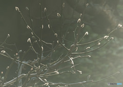 芽吹く
