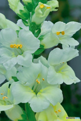 白いキンギョソウ