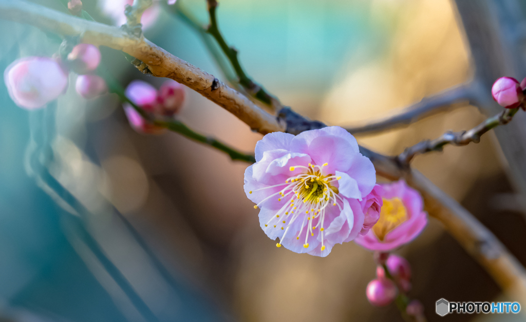 梅花