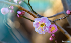 梅花