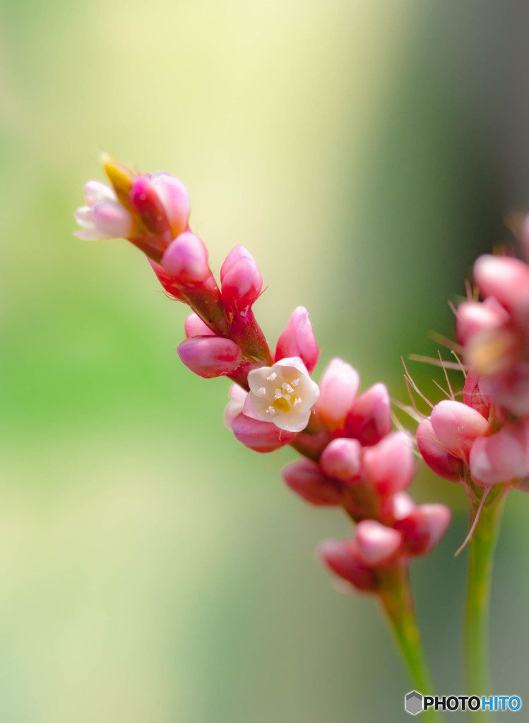 雑草の花