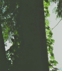 日差し