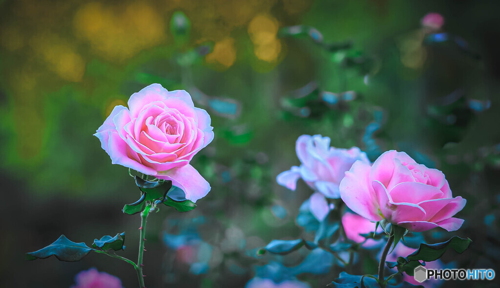 薔薇