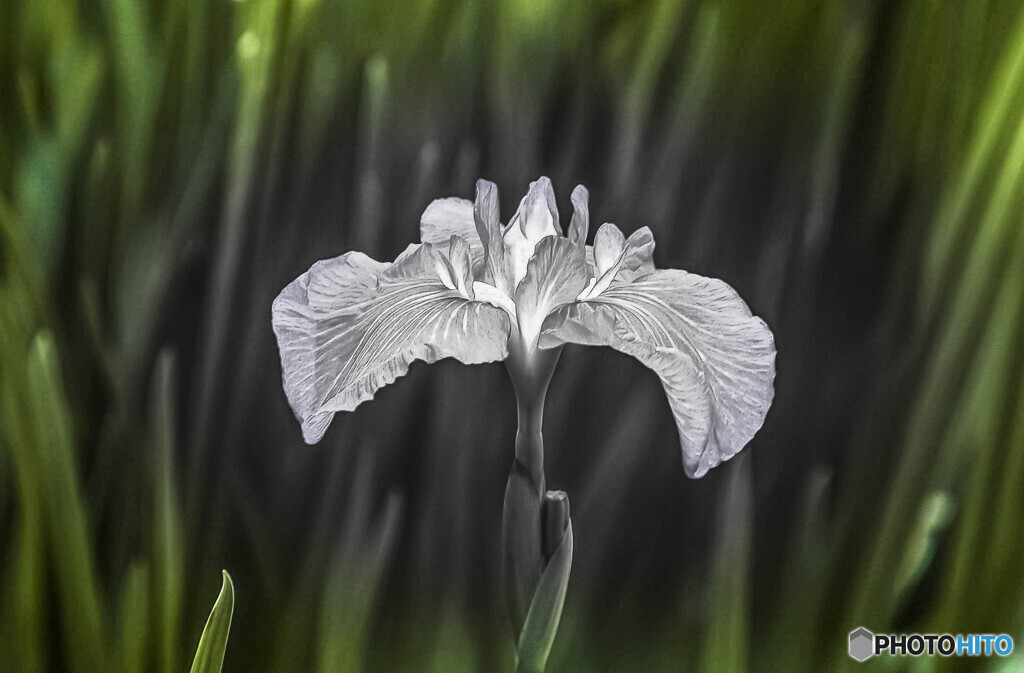 花菖蒲
