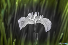 花菖蒲
