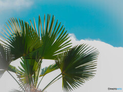 夏
