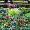 秋・公園の花壇