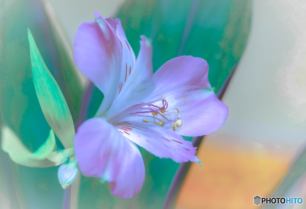 花瓶の花