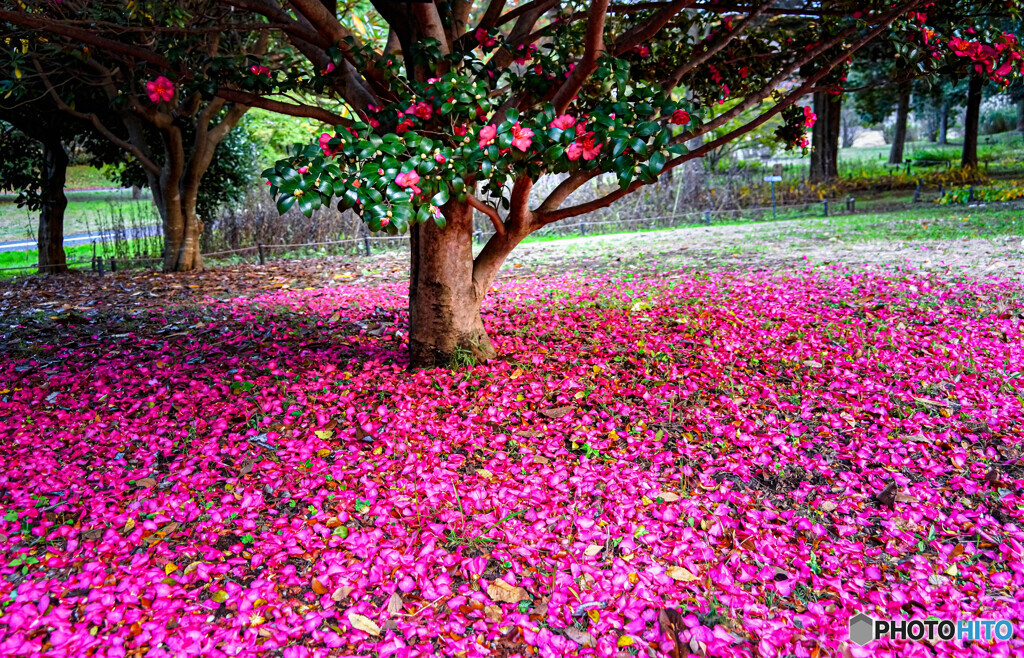 落花