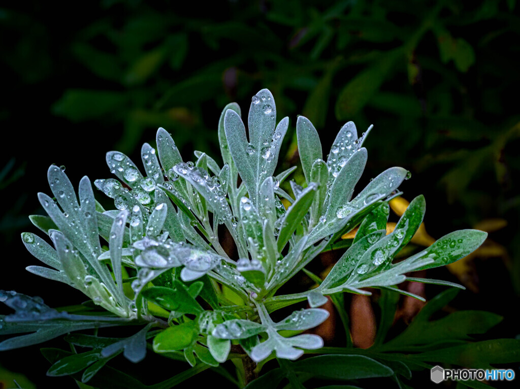 雨あがる