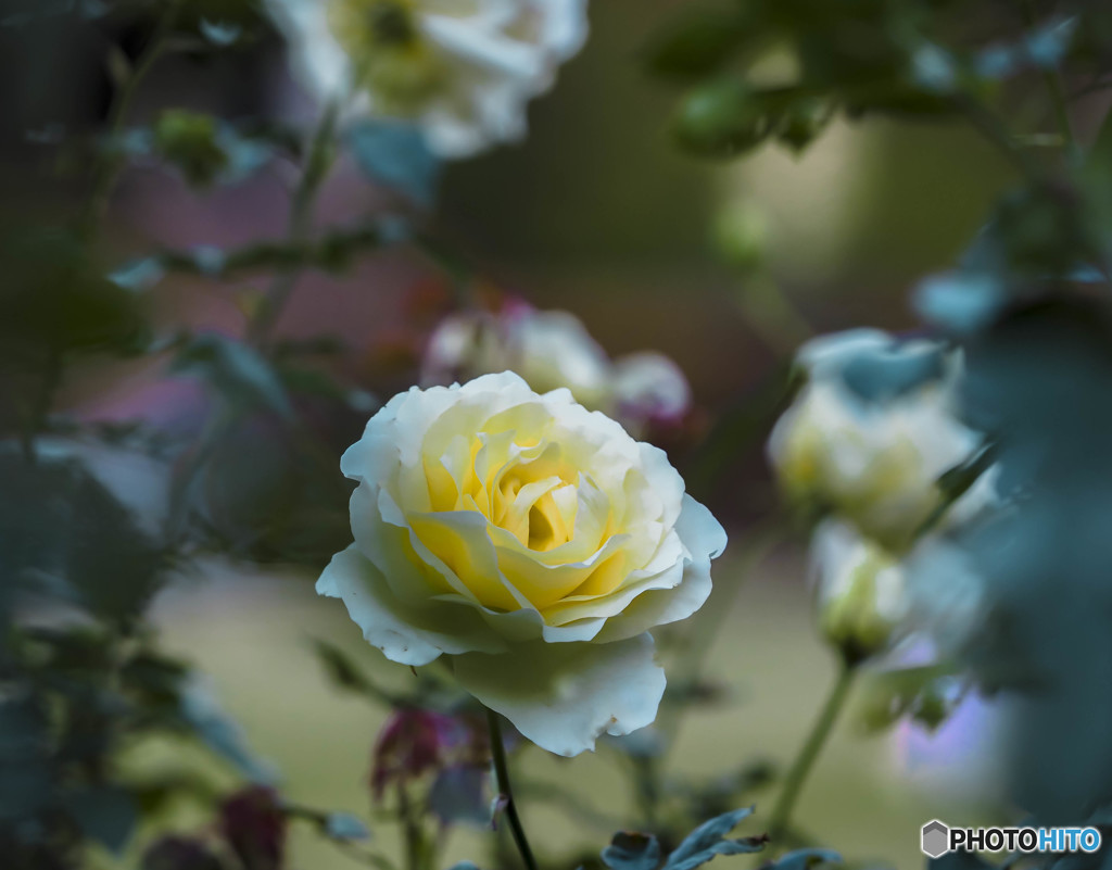 薔薇
