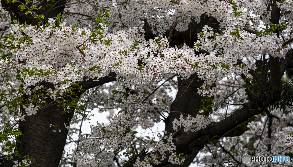 満開の桜