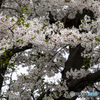 満開の桜