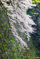 石垣の桜