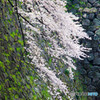 石垣の桜