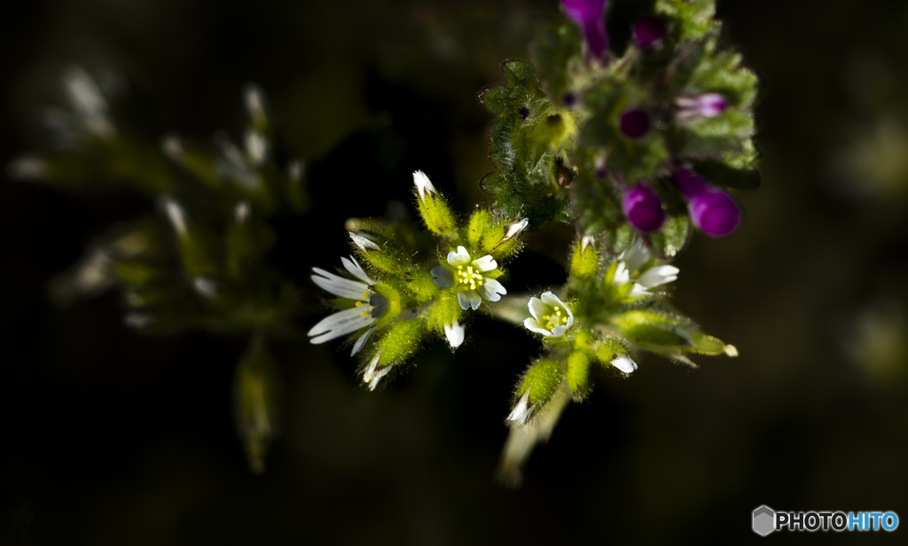 雑草の花