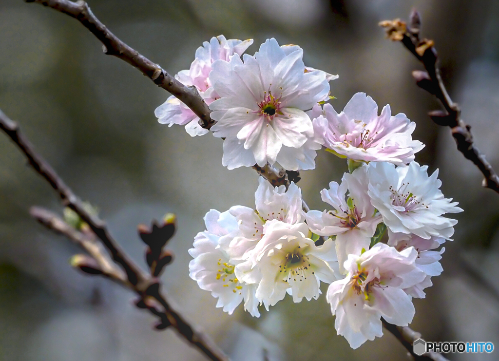 冬桜