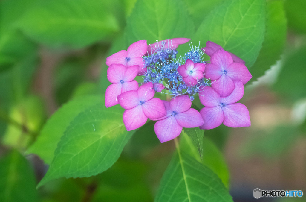 紫陽花