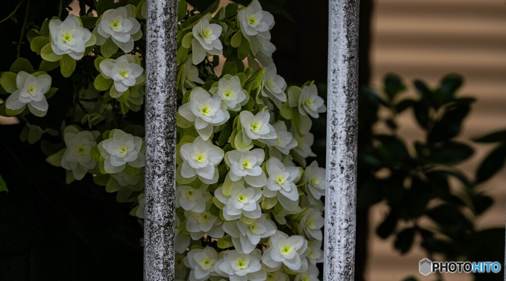 気になる紫陽花
