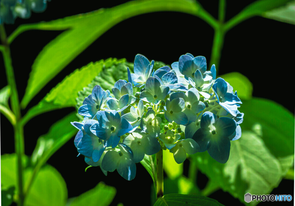 紫陽花