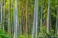 竹林