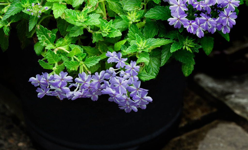 鉢植えの花