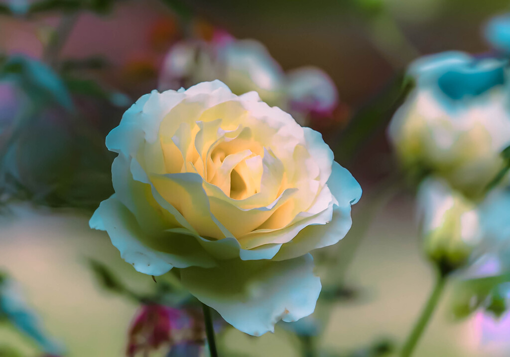 薔薇
