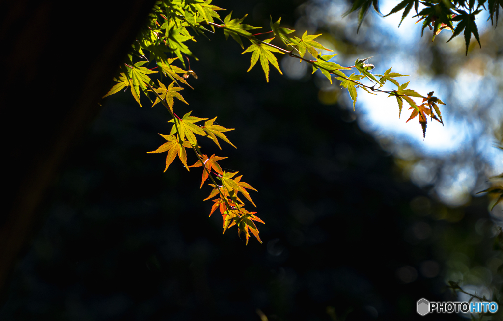 秋の彩り