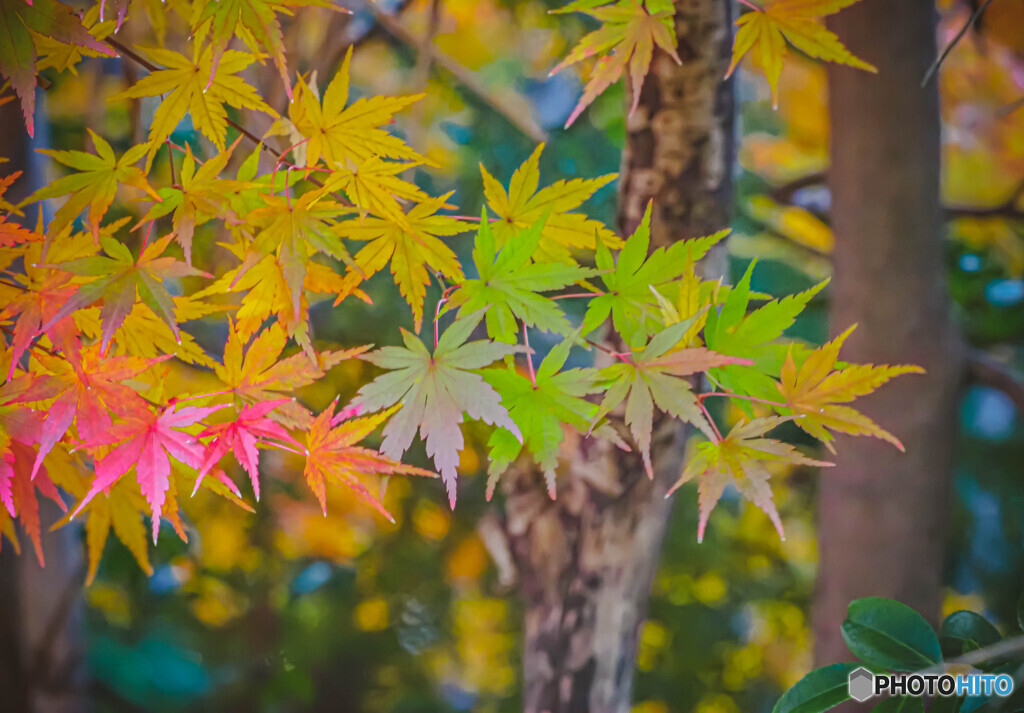 秋の彩どり