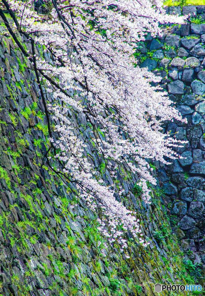 石垣の桜