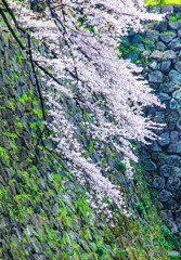 石垣の桜