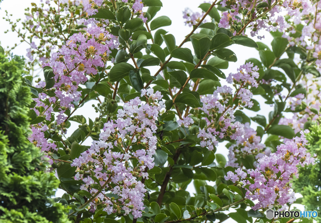 夏の花