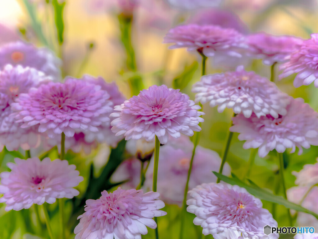 花園