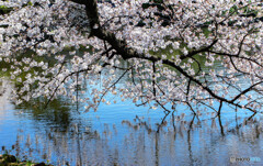 桜咲く