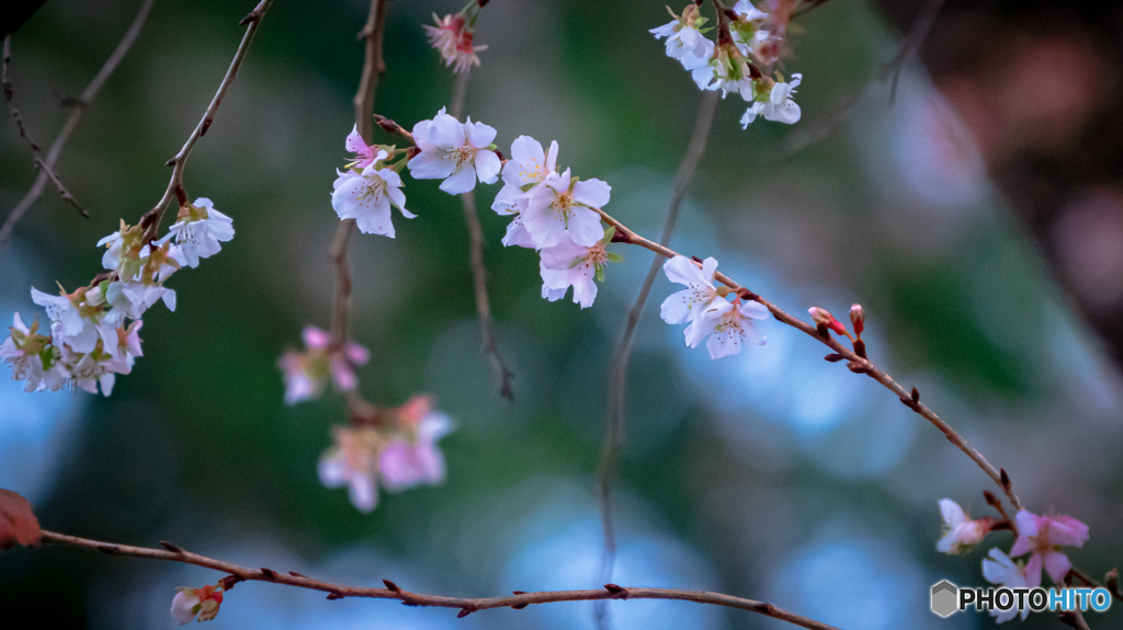 冬桜