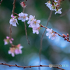 冬桜