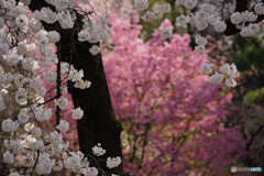 桜咲く