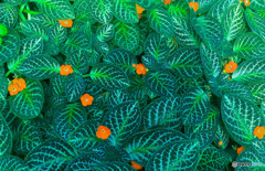温室の植物
