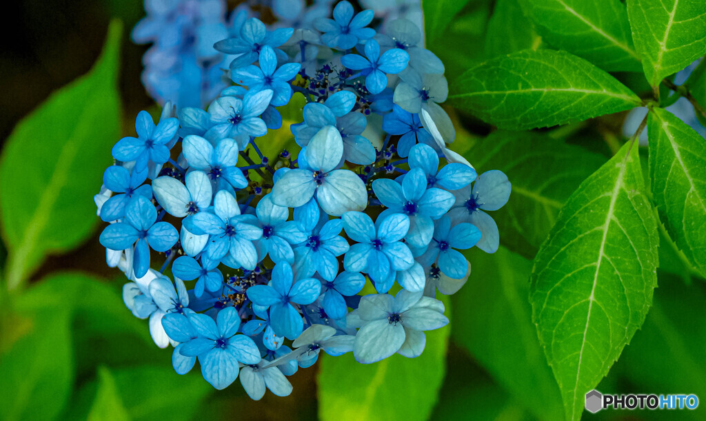 紫陽花