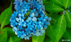 紫陽花