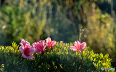 花のある風景