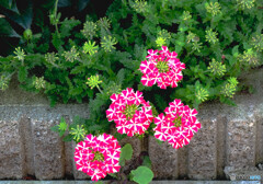石垣の花
