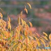 雨あがる