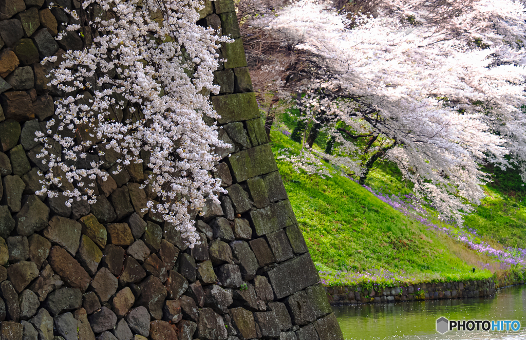 堀の桜